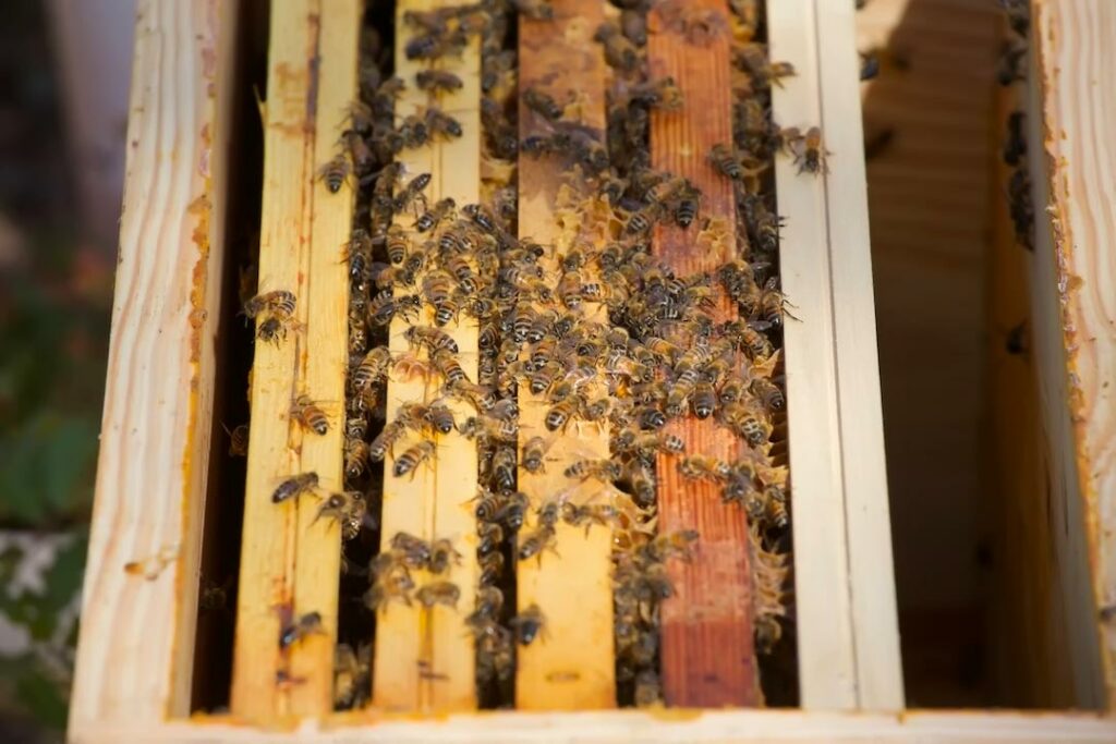 Essaim d'abeilles 2022